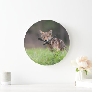 Canadese coyote, dierenfotografie grote klok