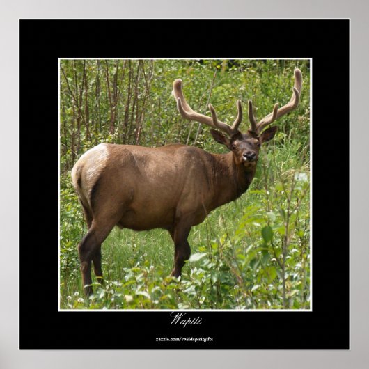 Canadese Elk (Wapiti) in het Jasper National Park Poster (Voorkant)