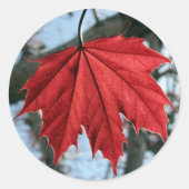 Canadese esdoornblad ronde Stickers (Voorkant)