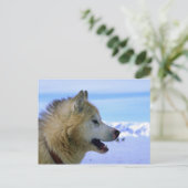 Canadese Eskimo sled dog Briefkaart (Staand voorkant)
