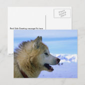 Canadese Eskimo sled dog Briefkaart (Voorkant / Achterkant)