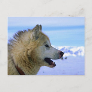 Canadese Eskimo sled dog Briefkaart