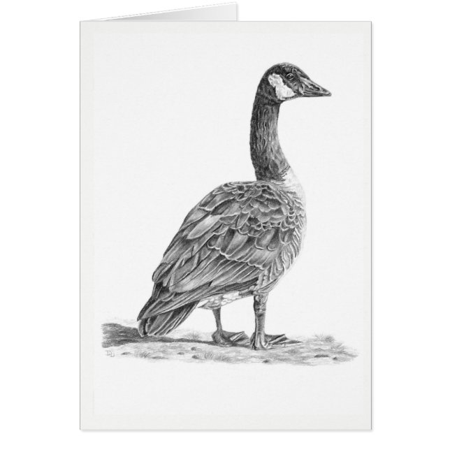 Canadese gans (Voorkant)