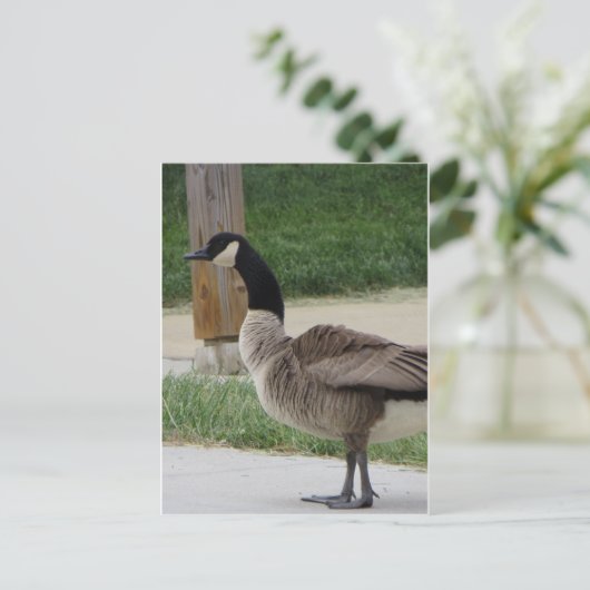 Canadese gans briefkaart (Staand voorkant)