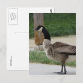 Canadese gans briefkaart (Voorkant / Achterkant)