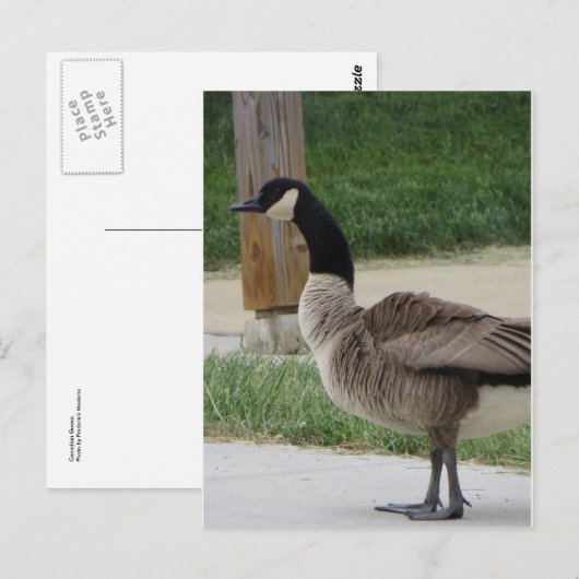 Canadese gans briefkaart (Voorkant / Achterkant)