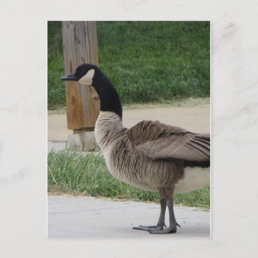 Canadese gans briefkaart (Voorkant)