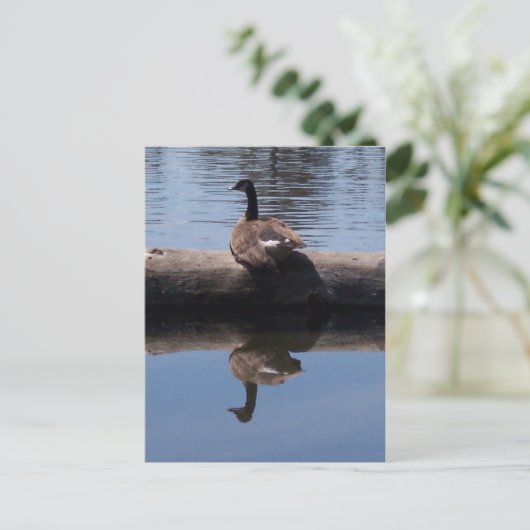 Canadese gans briefkaart (Staand voorkant)