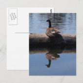 Canadese gans briefkaart (Voorkant / Achterkant)