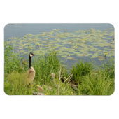 Canadese Gans door Water Lillies Flexibele Magnet Magneet (Horizontaal)