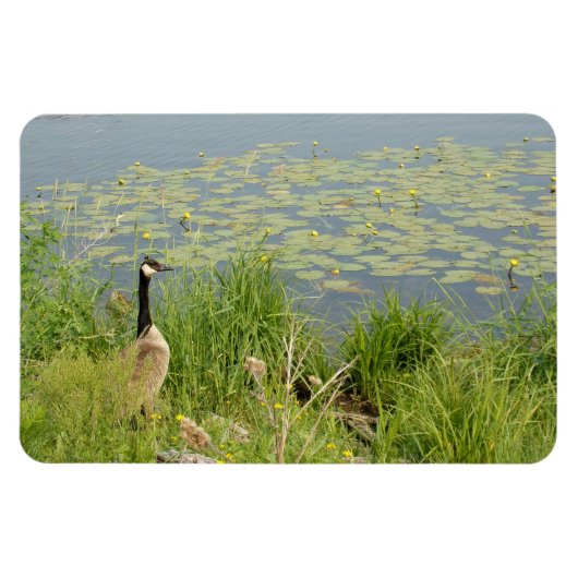 Canadese Gans door Water Lillies Flexibele Magnet Magneet (Horizontaal)