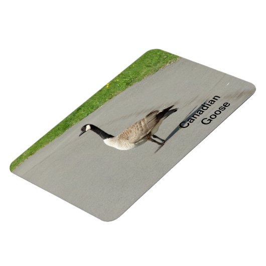 Canadese gans flexibele magneet (Linkerzijde)