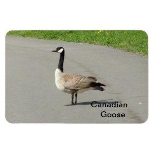 Canadese gans flexibele magneet