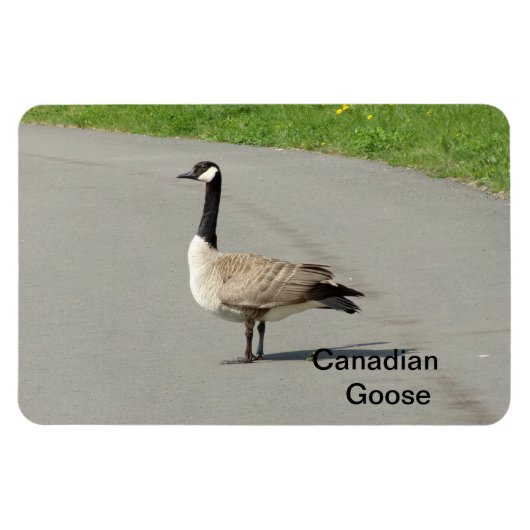 Canadese gans flexibele magneet (Horizontaal)