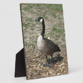 Canadese gans fotoplaat (Zijkant)