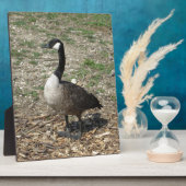 Canadese gans fotoplaat (Zijkant)