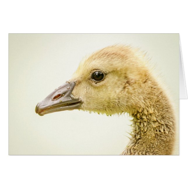 Canadese gans (Gosling) (Voorkant Horizontaal)