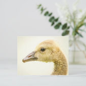 Canadese gans (Gosling) Briefkaart (Staand voorkant)