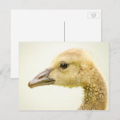 Canadese gans (Gosling) Briefkaart (Voorkant / Achterkant)