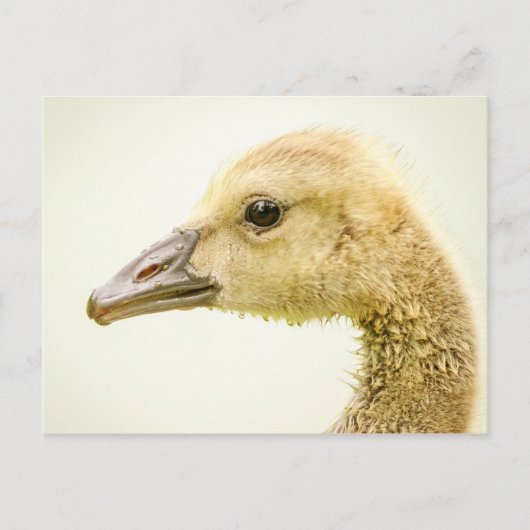 Canadese gans (Gosling) Briefkaart (Voorkant)