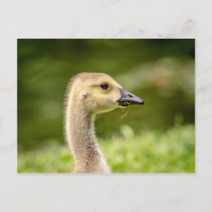Canadese gans (Gosling) Briefkaart