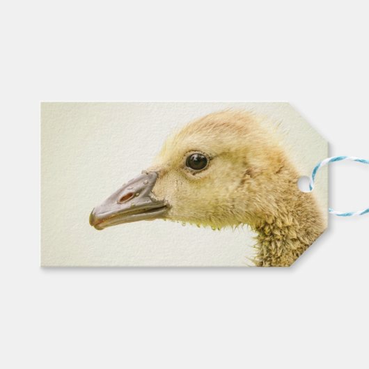 Canadese gans (Gosling) Cadeaulabel (Voorkant (Horizontaal))