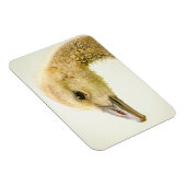Canadese gans (Gosling) Magneet (Rechterzijde)
