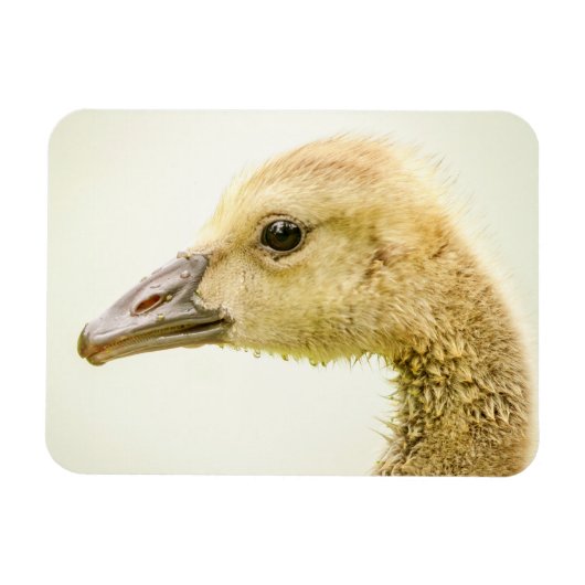 Canadese gans (Gosling) Magneet (Horizontaal)