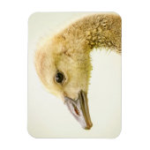 Canadese gans (Gosling) Magneet (Verticaal)