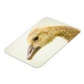 Canadese gans (Gosling) Magneet (Linkerzijde)