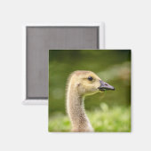 Canadese gans (Gosling) Magneet (Voorkant / Achterkant)