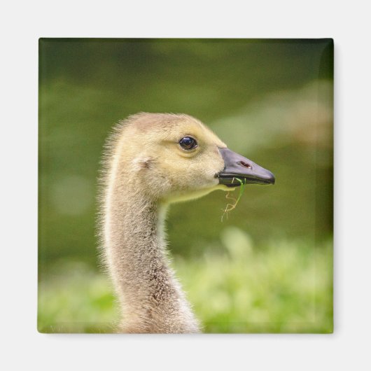 Canadese gans (Gosling) Magneet (Voorkant)