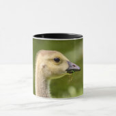 Canadese gans (Gosling) Mok (Midden)