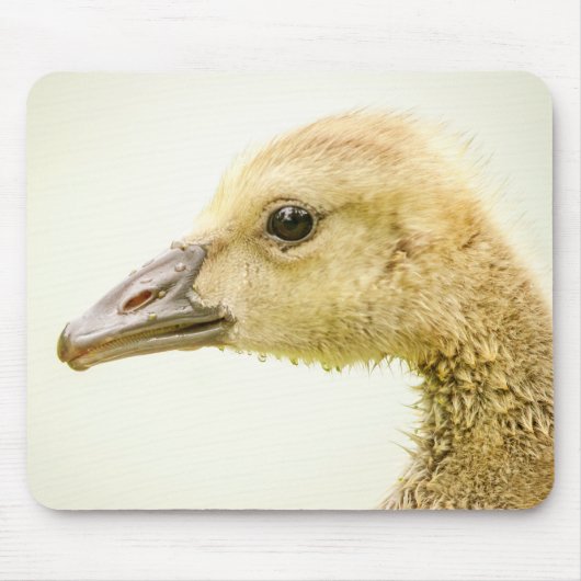 Canadese gans (Gosling) Muismat (Voorkant)