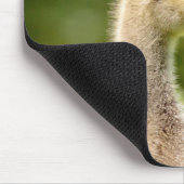 Canadese gans (Gosling) Muismat (Hoek)