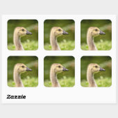 Canadese gans (Gosling) Vierkante Sticker (Vel)