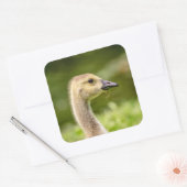 Canadese gans (Gosling) Vierkante Sticker (Envelop)