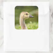 Canadese gans (Gosling) Vierkante Sticker (Tas)