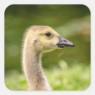 Canadese gans (Gosling) Vierkante Sticker
