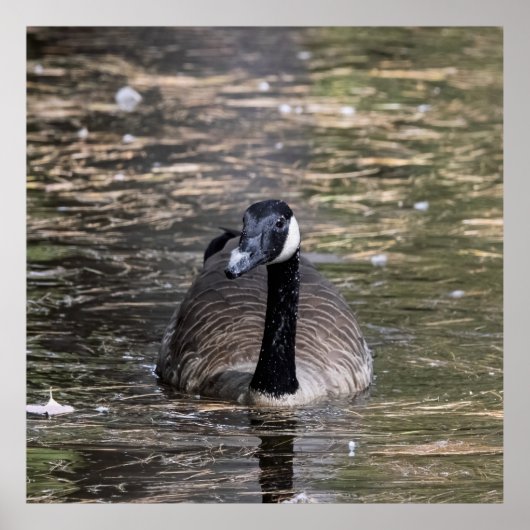 Canadese Gans in Alle Rust Poster (Voorkant)