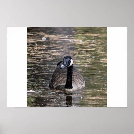 Canadese Gans in Alle Rust Poster (Voorkant)