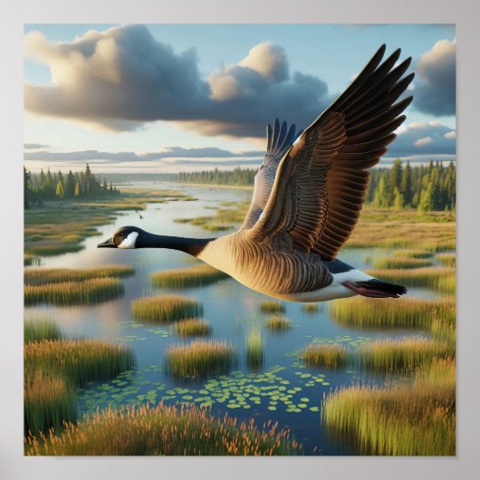 Canadese gans in rustige wetlands poster (Voorkant)