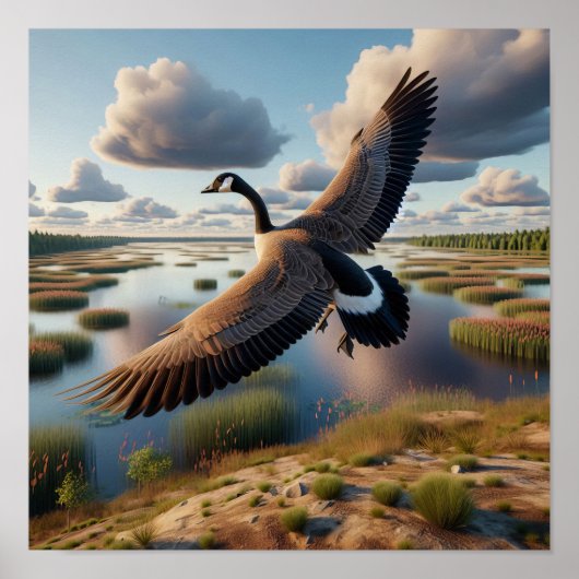 Canadese gans in rustige wetlands poster (Voorkant)