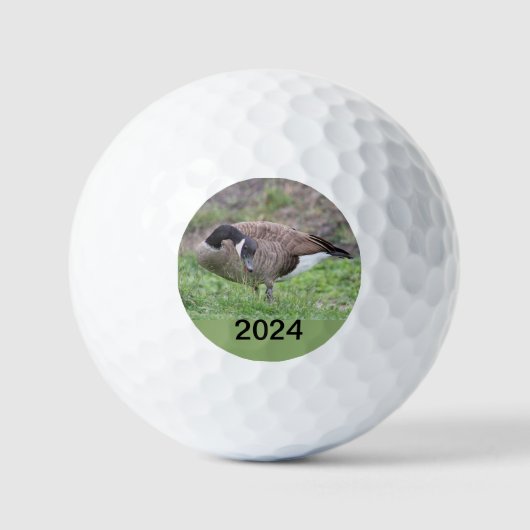 Canadese gans in Texas Golfballen (Voorkant)