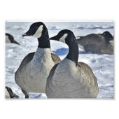 Canadese gans in Winter Foto Afdruk (Voorkant)