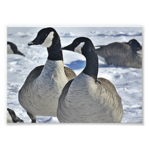 Canadese gans in Winter Foto Afdruk