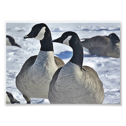 Canadese gans in Winter Foto Afdruk (Voorkant)