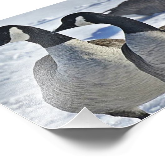 Canadese gans in Winter Foto Afdruk (Hoek)