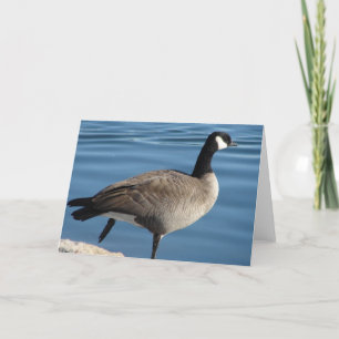 Canadese gans kaart