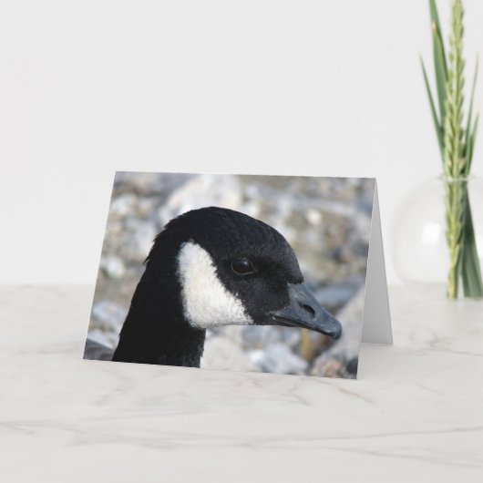 Canadese gans kaart (Voorkant)